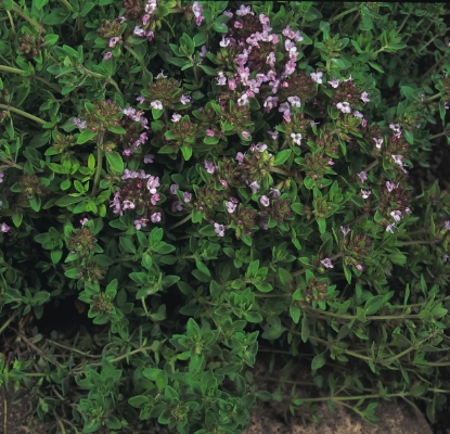 Picture of Thyme